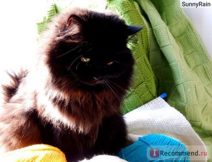Persană pisica - „photo-poveste despre un personaj negru pisica persana și obiceiuri, îngrijire și