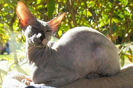 fotografii Peterbald pisica, pret, descriere rasa, caracter, video, pepiniere - murkote despre pisici și pisici