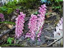 Lathraea rădăcină fotografie iarbă lathraea proprietăți medicinale, berendeyka - pădure Magus