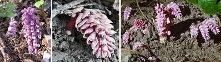 Lathraea rădăcină fotografie iarbă lathraea proprietăți medicinale, berendeyka - pădure Magus