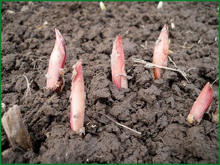 Bujorii de la cultivarea de semințe - instrucțiuni detaliate