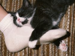 De ce pisicile dorm în picioare