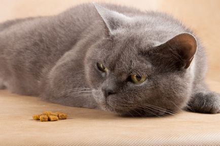 De ce pisica nu mănâncă - cauze și consecințe