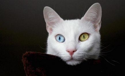 De ce pisicile se nasc cu ochi diferiți