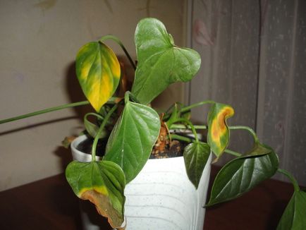 De ce frunze rândul său, anthurium galben, Florărie Consulting