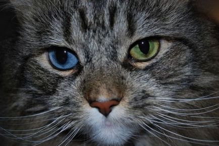 De ce pisicile un ochi albastru celălalt galben