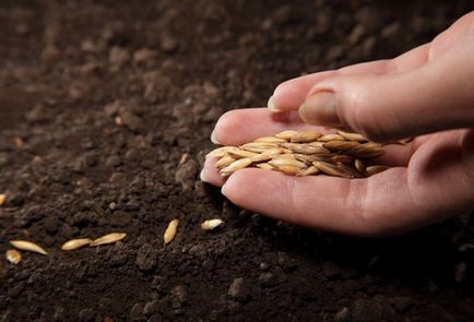 Pregătirea semințe de castravete pentru plantare regulile de bază