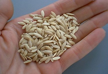 Pregătirea de semințe pentru semănat castraveți înmuiere corespunzătoare, fotografii și video
