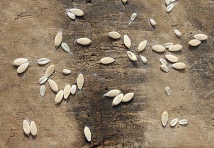 Pregătirea de semințe pentru semănat castraveți înmuiere corespunzătoare, fotografii și video