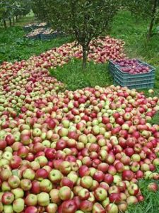 Fertilizarea de mere - îngrășăminte schema de aplicare, decât pentru a alimenta măr