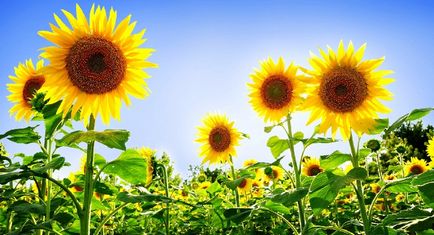 Cultivarea de floarea-soarelui, de îngrijire
