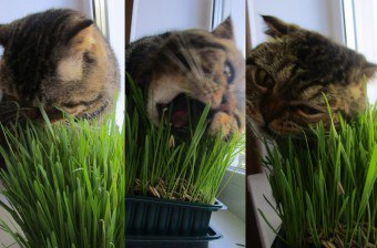Sunt plante medicinale utile pentru unele pisici mananca pisica iarba pisica cum să crească iarba