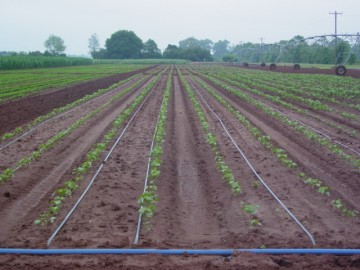 Irigarea câmpuri, câmpuri de irigare prin picurare și alte terenuri agricole