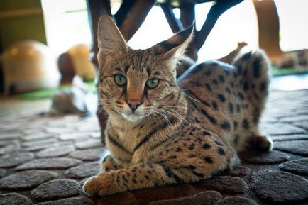pisicile din rasa leopard fotografie, descriere rasa