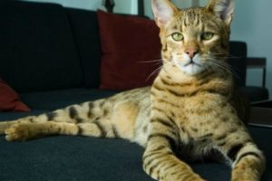 pisicile din rasa leopard fotografie, descriere rasa