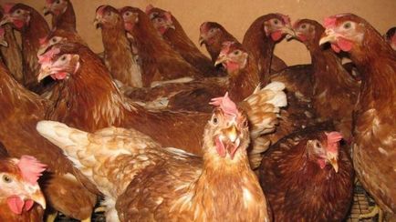 Rasa Lohman Brown găini descriere, caracteristici și foto