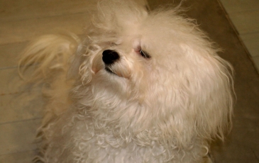 bolognese câine rasa fotografie și descriere
