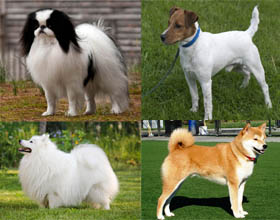 Rasa de nume și fotografii de câine japoneze, toate despre câini