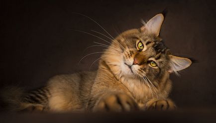 pisici Portrete, știri fotografie