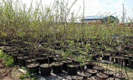 Plantarea de copaci în primăvară - cum să planteze pomi fructiferi (meri, peri, cireșe), atunci când acesta este cel mai bun