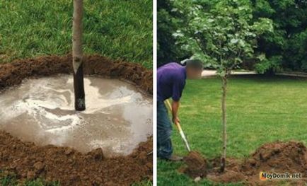 Plantarea de copaci în primăvară - cum să planteze pomi fructiferi (meri, peri, cireșe), atunci când acesta este cel mai bun