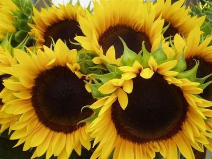 Plantarea și îngrijirea floarea-soarelui (floarea soarelui)
