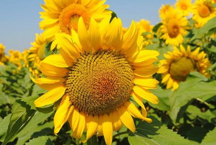 Plantarea și îngrijirea floarea-soarelui (floarea soarelui)