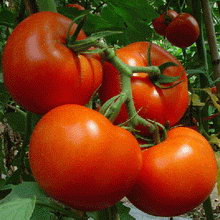 Condiții de cultivare de tomate