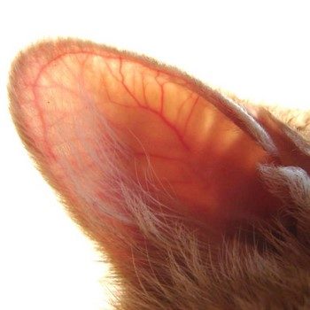 Motivele pentru urechile unei pisici sunt nasul cald și uscat