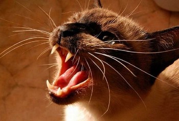 Motivele pentru urechile unei pisici sunt nasul cald și uscat