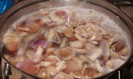 Mod de preparare syroezhek foto și video-rețete, modul de a găti ciupercile după recoltare