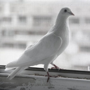 Semnul porumbelul așezat pe pervazul ferestrei din afara, șoptită