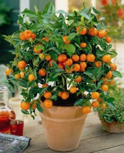 Simplu Calamondin de îngrijire la domiciliu citrice