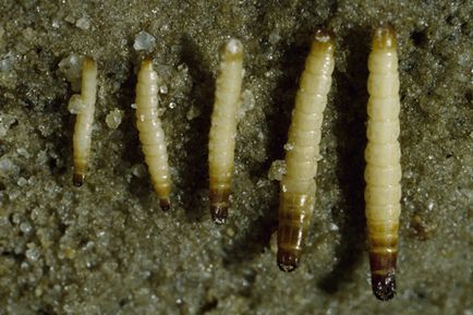 Wireworms - cum să lupte și de a scăpa de dăunătorului