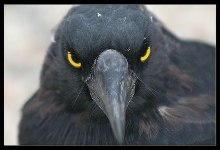 Bird corbul negru