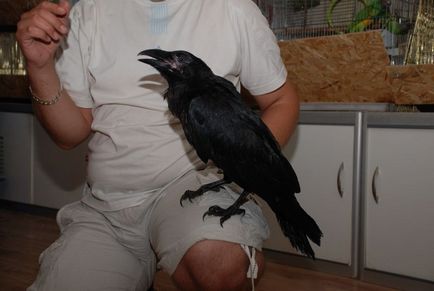 Bird corbul negru