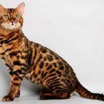 Rasa Bălțată pisică și numele său, sălbatic mare american și interne, ruinare mari și