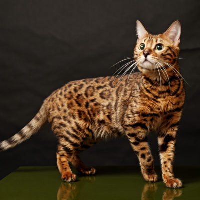 Rasa Bălțată pisica cu un nume, descriere, 10 fotografii, clipuri video