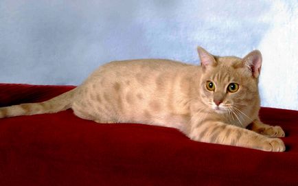 Rasa Bălțată pisica cu un nume, descriere, 10 fotografii, clipuri video