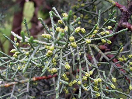 plante Cypress - îngrijire la domiciliu chiparos replantarea și reproducerea; chiparos acasă