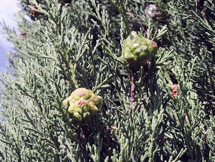 plante Cypress - îngrijire la domiciliu chiparos replantarea și reproducerea; chiparos acasă
