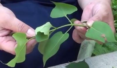 Reproducere butași de liliac, altoire, butași și semințe video!