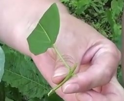 Reproducere butași de liliac, altoire, butași și semințe video!