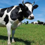 Vaci de reproducție la domiciliu - celhozportal