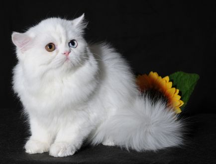 rase rare de nume pisici, pret, descriere, 10 fotografii, clipuri video