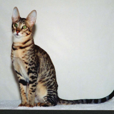 rase rare de nume pisici, pret, descriere, 10 fotografii, clipuri video