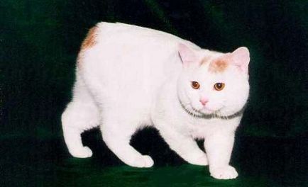 rase rare de pisici cu imagini și titluri - murkote despre pisici și pisici