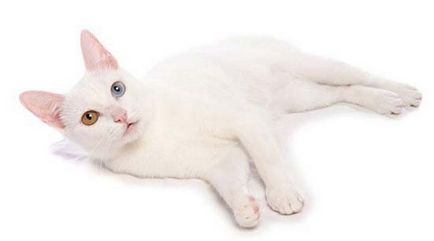 rase rare de pisici cu imagini și titluri - murkote despre pisici și pisici