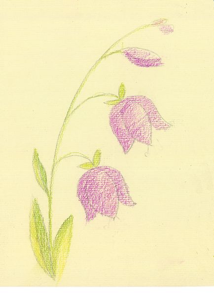 Desenați o floare - clopot creioane colorate treptat stabilo carbothello