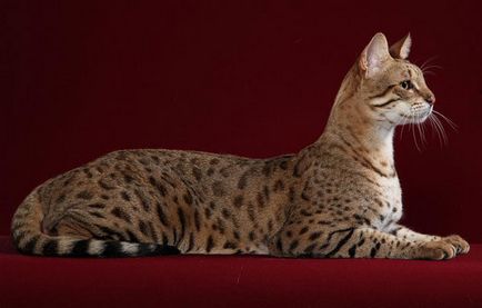 Cele mai mari fotografii pisica numele rasei c, informații despre ele